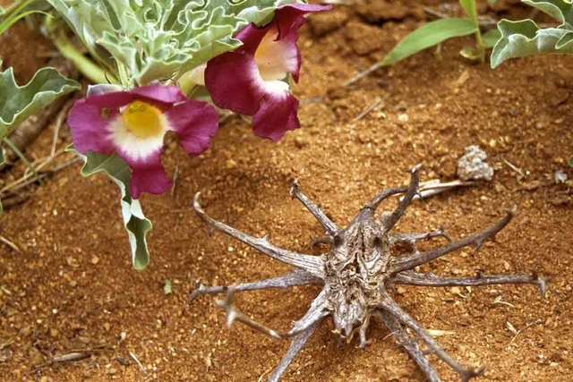 Foto de Anti-inflamatórios naturais: o uso de do Harpagophytum Procumbens